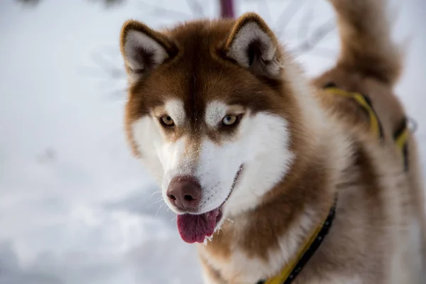 Nära håll vacker hund huskie — Stockfoto