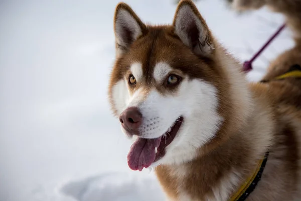 Close-up van de mooie hond huskie — Stockfoto