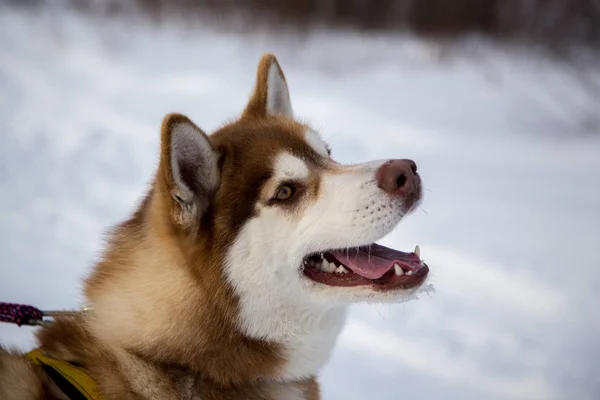 Nära håll vacker hund huskie — Stockfoto