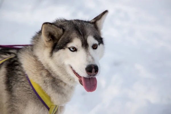 Nära håll vacker hund huskie — Stockfoto