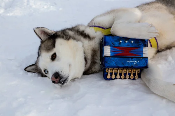 Retrato de perro husky con acordeón —  Fotos de Stock