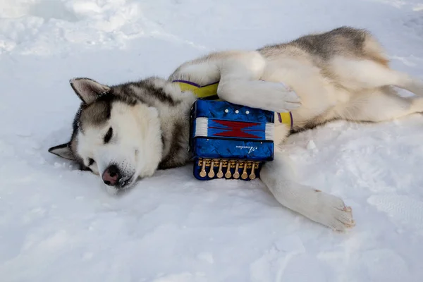 Husky köpek akordeon ile portresi
