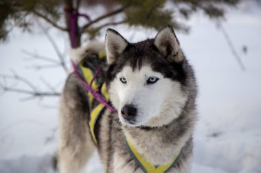 Güzel köpek huskie kadar kapatın