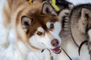 Güzel köpek huskie kadar kapatın