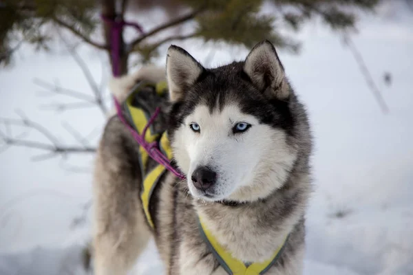 Close-up van de mooie hond huskie — Stockfoto