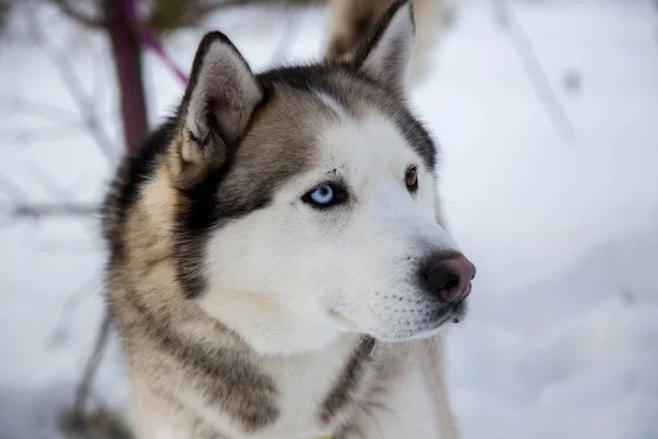 Nära håll vacker hund huskie — Stockfoto