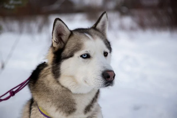 Close-up van de mooie hond huskie — Stockfoto