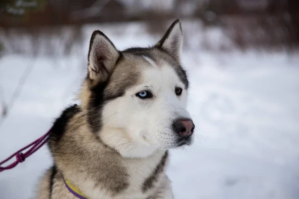 Gros plan beau chien huskie — Photo