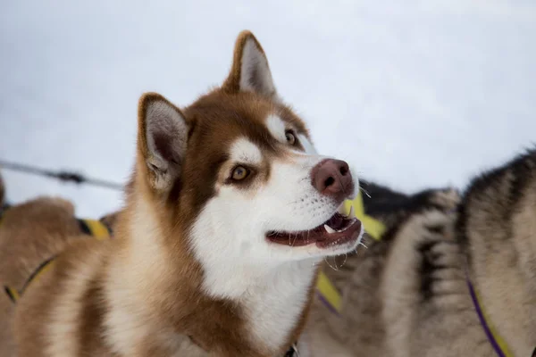 Nära håll vacker hund huskie — Stockfoto