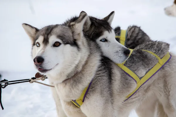 Close-up van de mooie hond huskie — Stockfoto