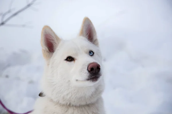 Fechar lindo cão huskie — Fotografia de Stock