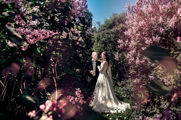 Casamento. Bela noiva e noivo . — Fotografia de Stock