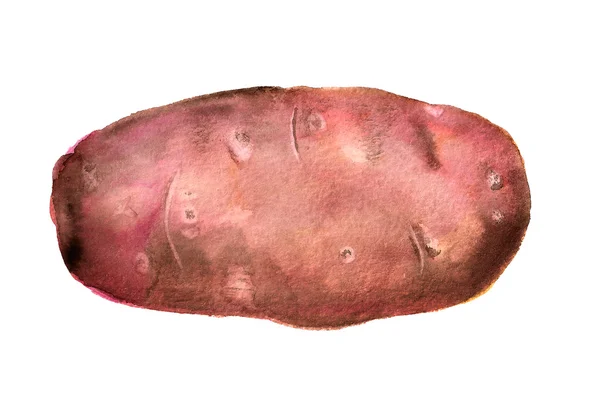 Watercolor pink  potato — Stock Photo, Image