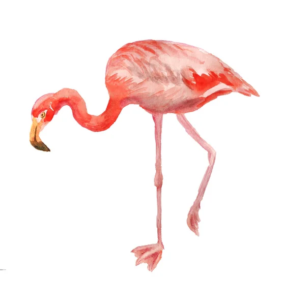 Akvarel pink flamingo - Stock-foto