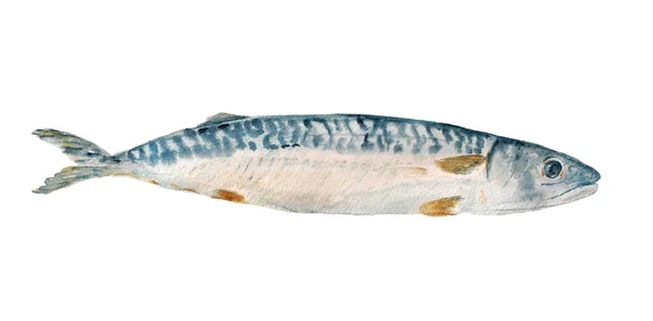 Akvarell makrill fisk — Stockfoto