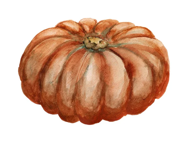 Acuarela Calabaza entera — Foto de Stock