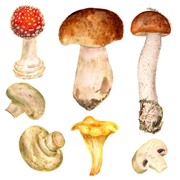 Set paddenstoelen — Stockfoto