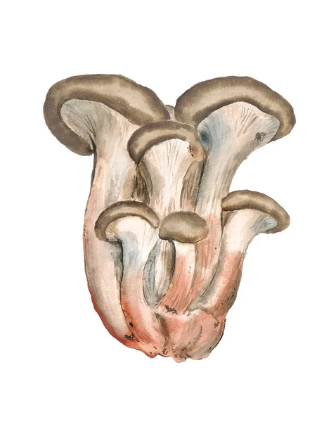 Група устричних грибів — стокове фото