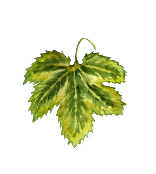Hop or grape leaf — Stock Photo, Image