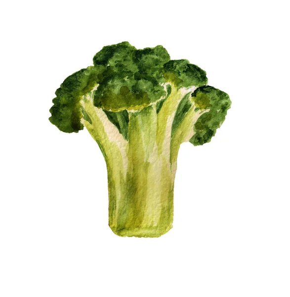 Akvarell grön broccoli — Stockfoto