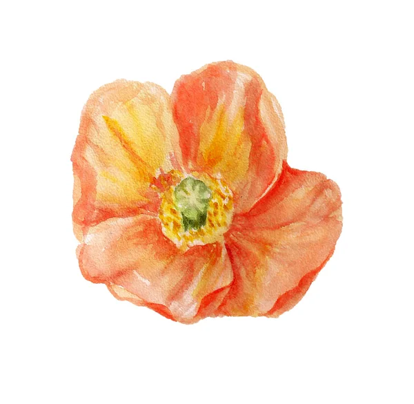 Akvarell orange poppy — Stockfoto