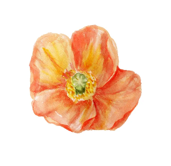 Akwarela pomarańczy, poppy — Zdjęcie stockowe