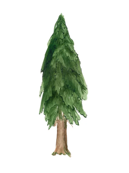 Watercolor fir tree — Stock Photo, Image