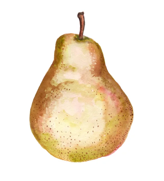 Watercolor Chinese pear — Stock Photo, Image