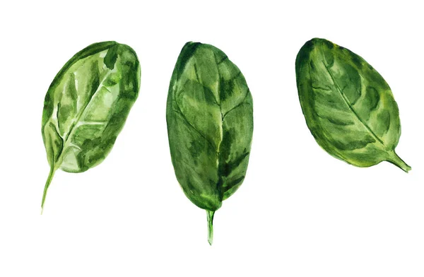Watercolor leaves of spinach — Stock Photo, Image