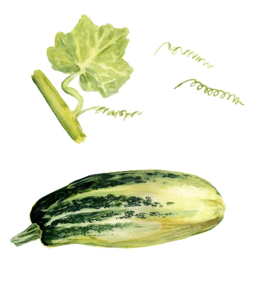 Aquarell Zucchini und Blatt — Stockfoto