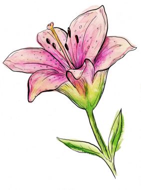 Pembe lily ile mürekkep anahat