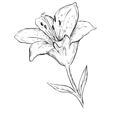 Mürekkep anahat lily