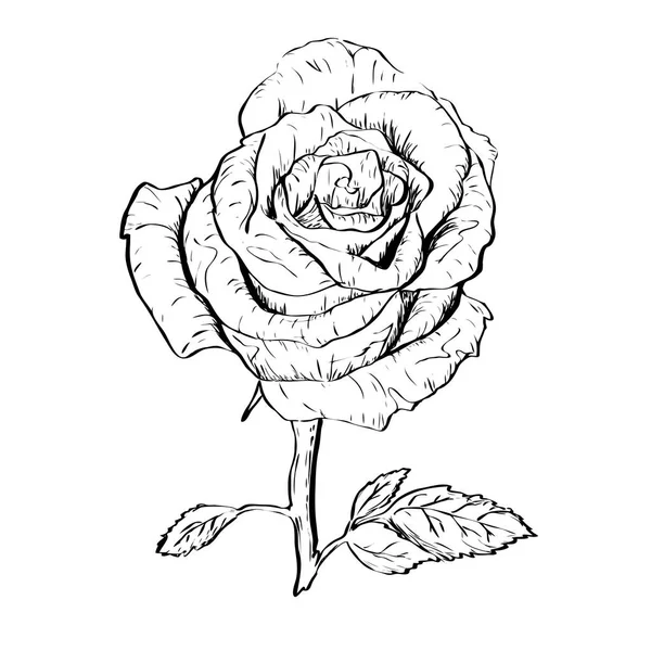 Контур чернильной розы — стоковый вектор