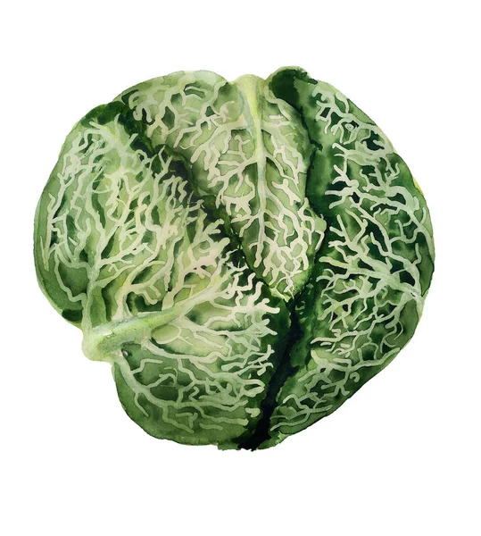 Loaf of savoy cabbage — Stock Photo, Image