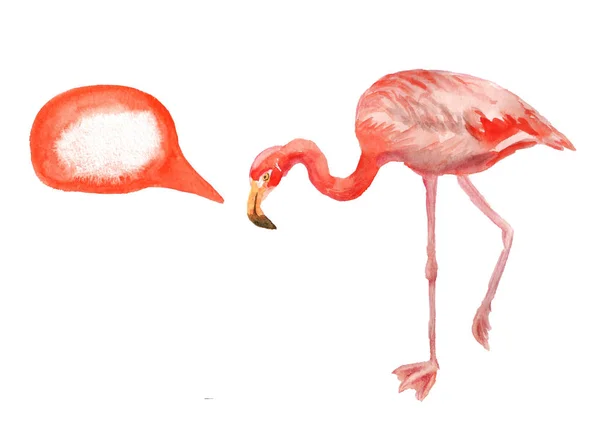 Flamingo roz cu balon de vorbire — Fotografie, imagine de stoc