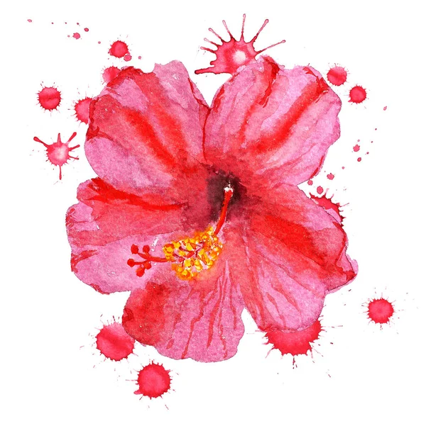 Kırmızı hibiscus çiçek