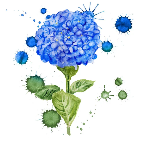 Flor azul de Hortensia —  Fotos de Stock