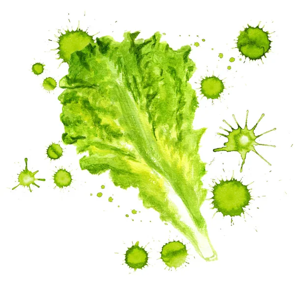 Green leaf of lettuce — Stock Photo, Image