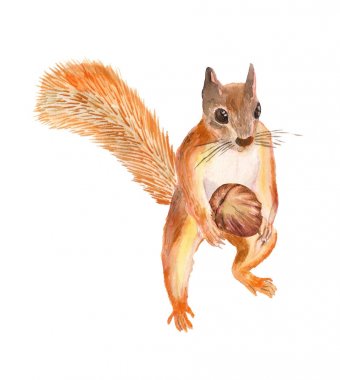 Fıstıklı suluboya squirel