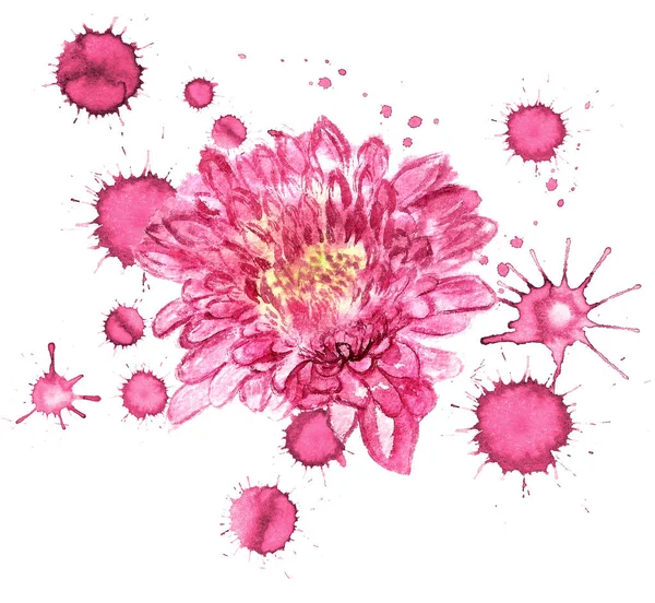 Bloem van roze chrysant — Stockfoto