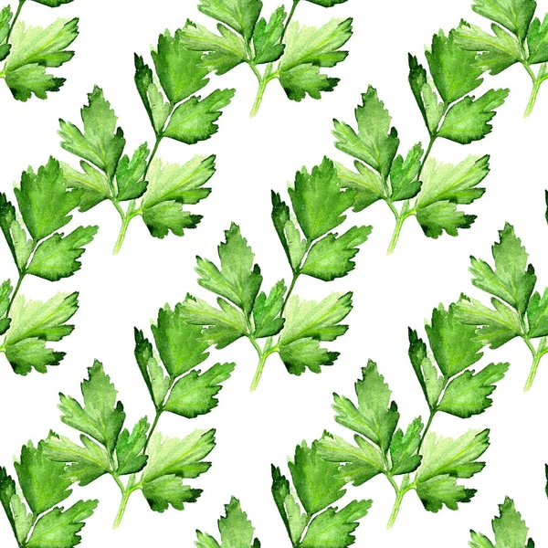 Seamless pattern with  parsley — Stock Photo, Image