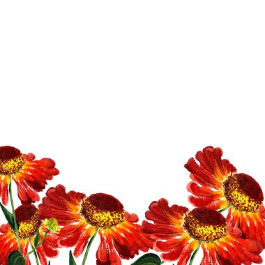 rudbekia çiçek 