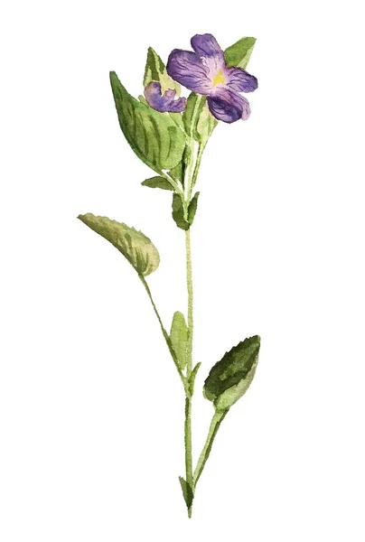Flor de viola — Fotografia de Stock