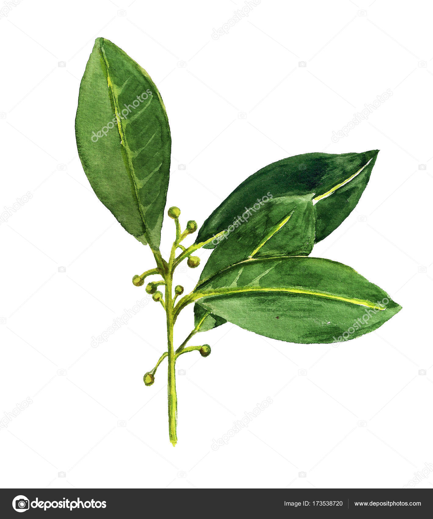 Watercolor Bay Leaves Stock Photo By ©Shoshina 173538720