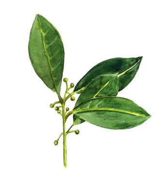 Suluboya defne yaprağı