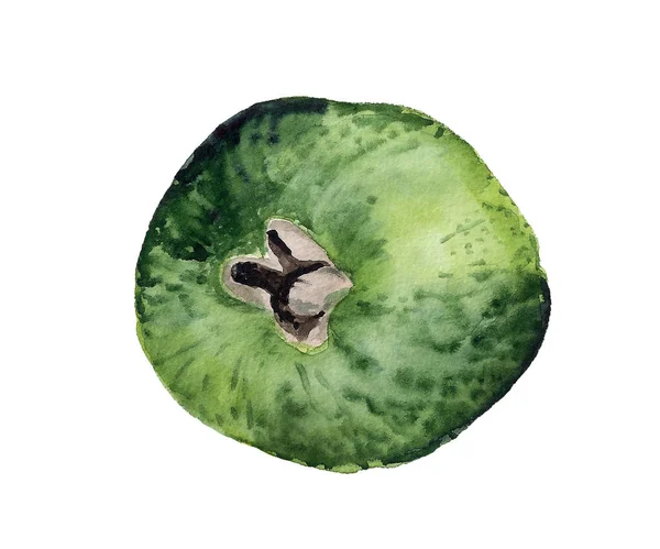 Imagem aquarela de feijoa — Fotografia de Stock