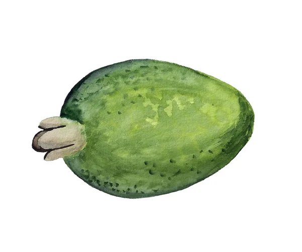 Aquarellbild von Feijoa — Stockfoto