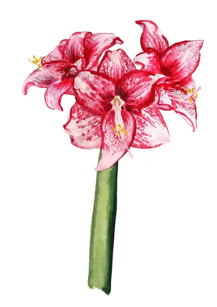 Drei Blumen der Amaryllis — Stockfoto