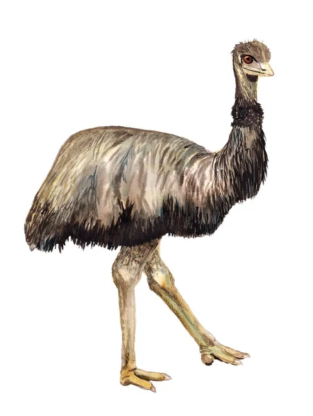 Akvarell struts Emu — Stockfoto