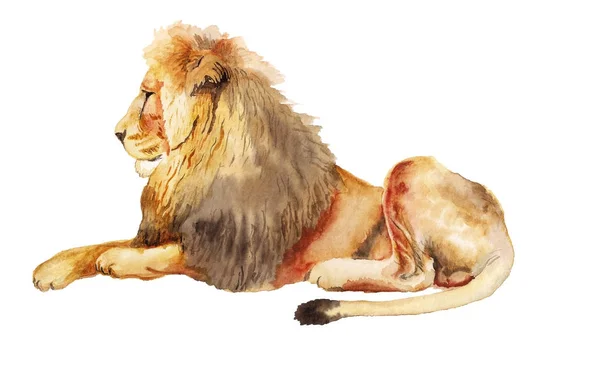 Akvarell bild av lejon — Stockfoto